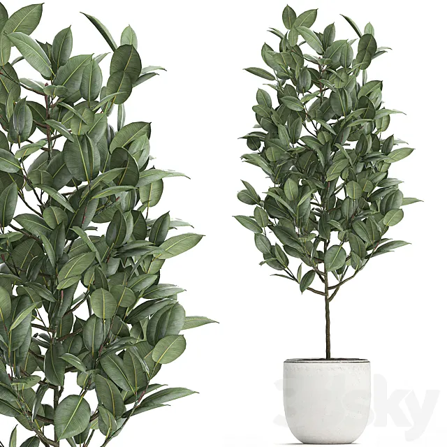 A beautiful small tree indoor ficus elastica in a white pot. Set 611. 3D Model A beautiful small tree indoor ficus elastica in a white pot. Set 611. 3D Model