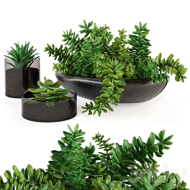 A bouquet of succulents 3D Model A bouquet of succulents 3D Model