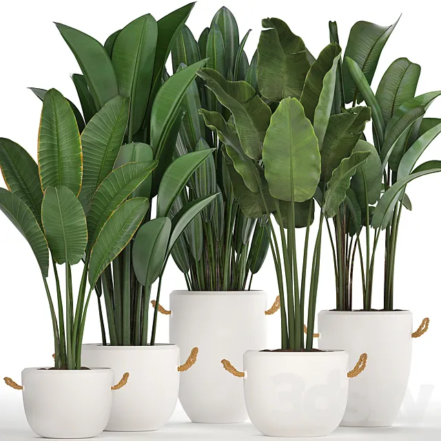 A collection of banana palms in white modern pots with strelitzia ravenala office flowers. Set 435. 3D Model