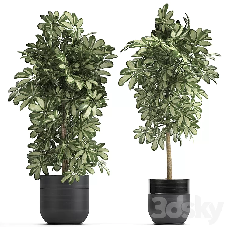 A collection of beautiful little plants in black Scheffler pots. Set 765. 3D Model A collection of beautiful little plants in black Scheffler pots. Set 765. 3D Model