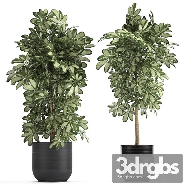 A collection of beautiful little plants in black scheffler pots. set 765.