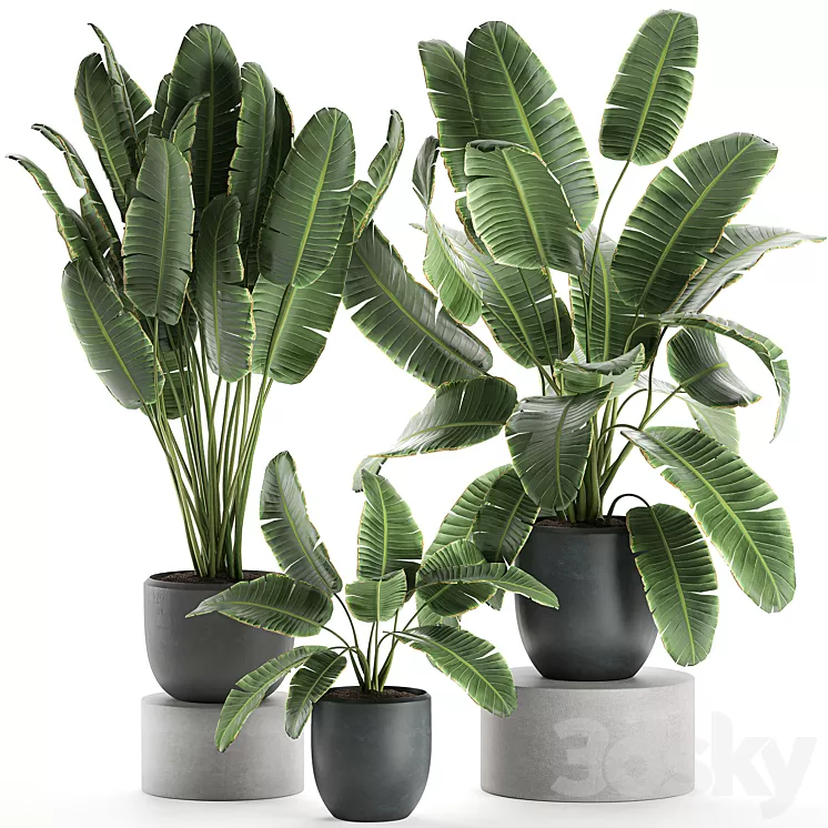 A collection of beautiful lush plants in black pots with strelitzia banana palm ravenala. Set 587. 3D Model