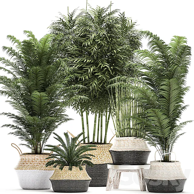 A collection of beautiful lush plants in white baskets with handles with thickets. palm. bamboo. cicada. horsetail. Set 489. 3DModel