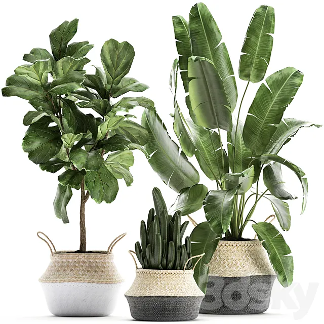 A collection of beautiful plants in black and white baskets with banana palm Strelitzia Ficus lirata cactus. Set 861. 3D Model