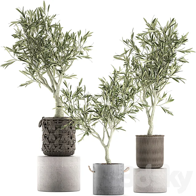 A collection of beautiful small decorative olive trees in wicker baskets. Set 643. 3D Model