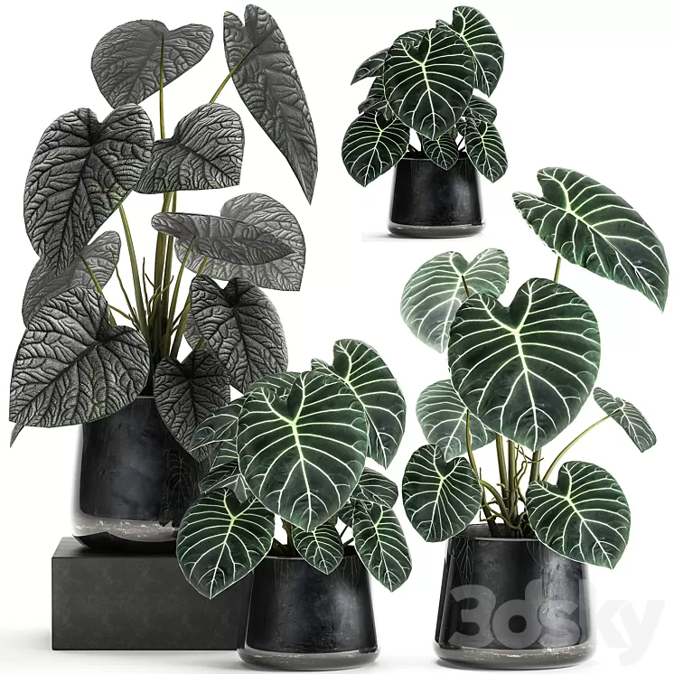A collection of beautiful small exotic flowers in black metal pots Anthurium crystal. Set 885 3D Model A collection of beautiful small exotic flowers in black metal pots Anthurium crystal. Set 885 3D Model