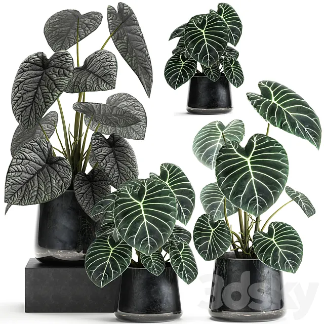 A collection of beautiful small exotic flowers in black metal pots Anthurium crystal. Set 885 3DModel