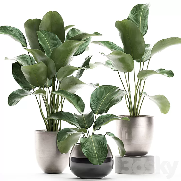 A collection of beautiful small exotic plants in a pot of Kalatea lutea. Set 683. 3D Model A collection of beautiful small exotic plants in a pot of Kalatea lutea. Set 683. 3D Model