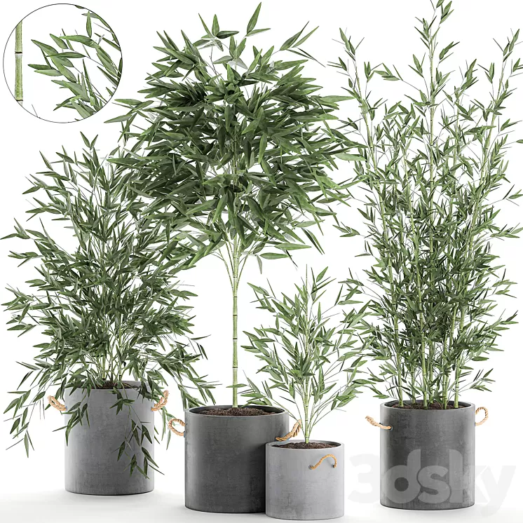 A collection of beautiful small lush bamboo bushes in concrete pots with bamboo handles. Set 596. 3D Model
