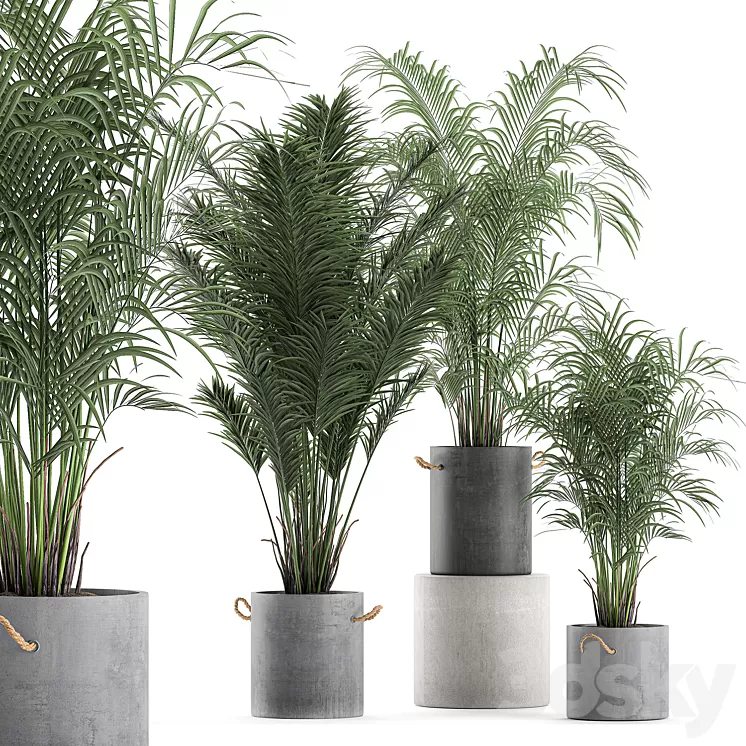 A collection of beautiful small lush palm trees in concrete pots with handles of Hovey kentiya neanta. Set 599. 3D Model