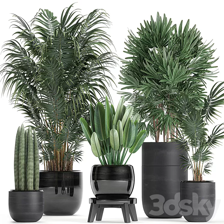 A collection of beautiful small plants in black pots and vases with Palm Rapeseed strelitzia. Set 738. 3D Model A collection of beautiful small plants in black pots and vases with Palm Rapeseed strelitzia. Set 738. 3D Model