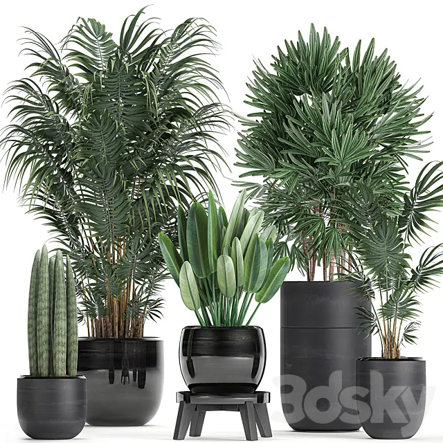 A collection of beautiful small plants in black pots and vases with Palm. Rapeseed. strelitzia. Set 738. 3DModel