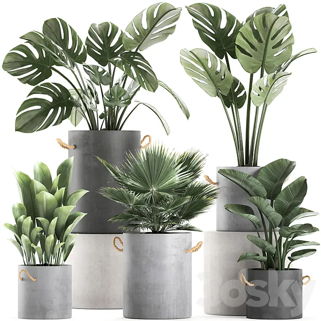 A collection of beautiful small plants in concrete pots with Monster handles strelitzia fan palm. Set 603. 3D Model A collection of beautiful small plants in concrete pots with Monster handles strelitzia fan palm. Set 603. 3D Model