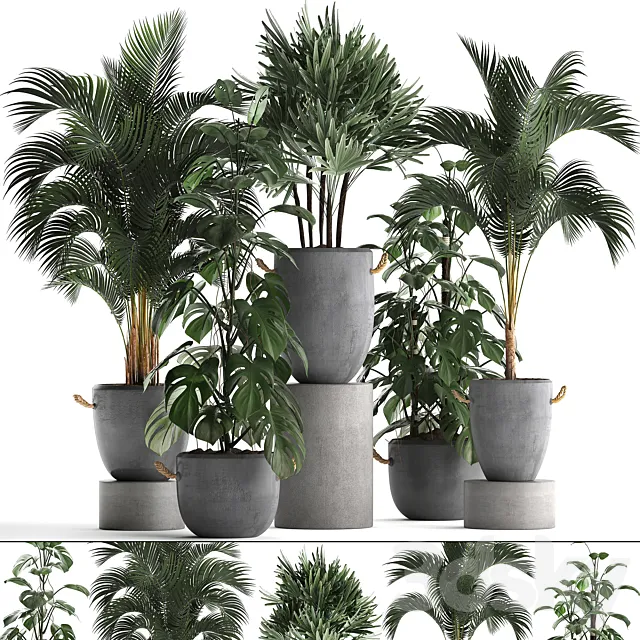 A collection of beautiful small plants in modern concrete pots with Palm rapis hovea monstera. Set 408. 3D Model