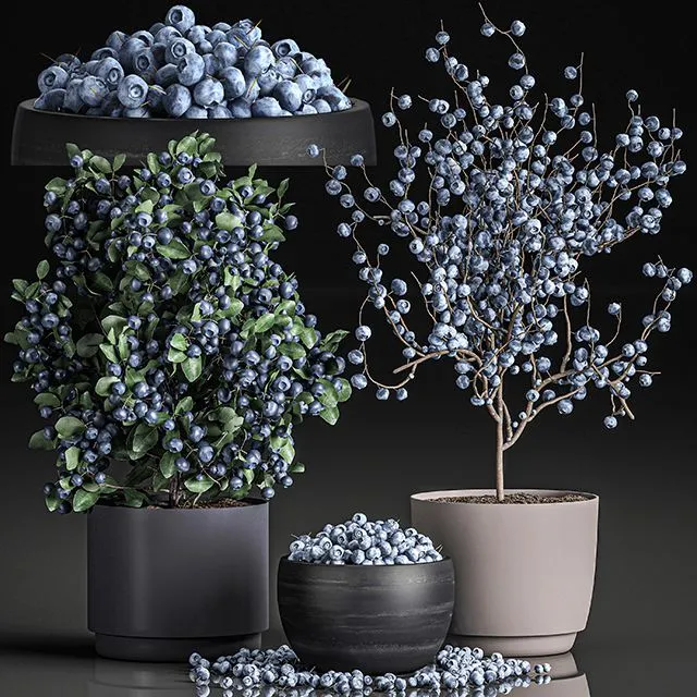 A collection of bouquets of branches with blueberries in black vases 3D Model A collection of bouquets of branches with blueberries in black vases 3D Model