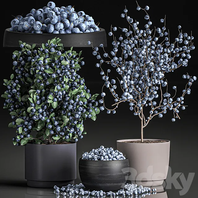 A collection of bouquets of branches with blueberries in black vases with blueberries a bowl with berries a blueberry bush. Set 548. 3D Model A collection of bouquets of branches with blueberries in black vases with blueberries a bowl with berries a blueberry bush. Set 548. 3D Model