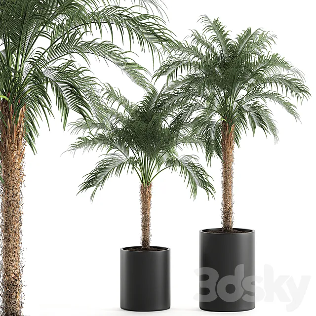 A collection of decorative small lush palm trees in black pots with Dates Robelena. Set 618. 3D Model A collection of decorative small lush palm trees in black pots with Dates Robelena. Set 618. 3D Model