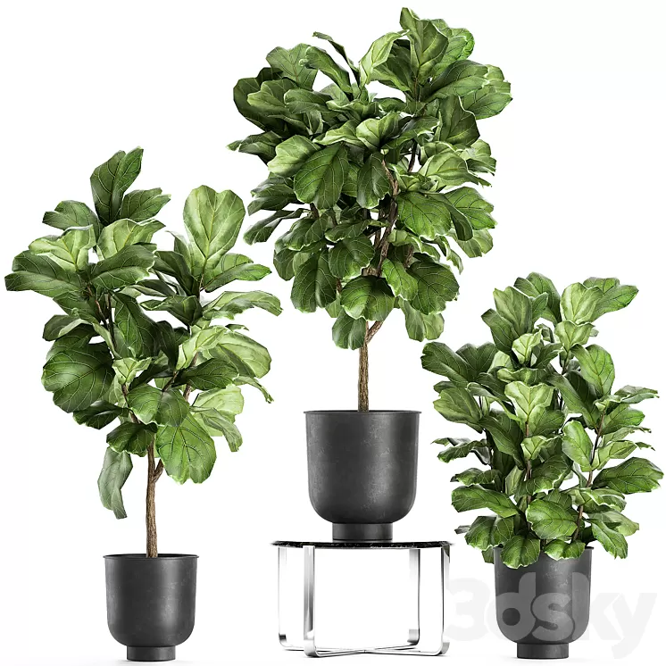 A collection of decorative small trees with large leaves in a black pot Ficus lyrata. Set 854. 3D Model A collection of decorative small trees with large leaves in a black pot Ficus lyrata. Set 854. 3D Model