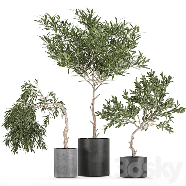 A collection of decorative small weeping Olive trees in black concrete pots. Set 734. 3D Model