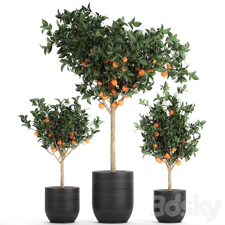 A collection of fruit orange trees in black pots Orange outdoor flowerpot for the garden. Set 718. 3D Model A collection of fruit orange trees in black pots Orange outdoor flowerpot for the garden. Set 718. 3D Model
