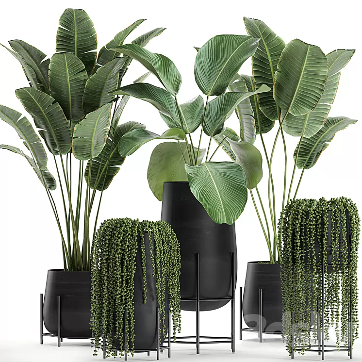 A collection of hanging plants in black pots on legs with Banana palm Calathea lutea Strelitzia Krestovnik succulents. Set 700. 3D Model A collection of hanging plants in black pots on legs with Banana palm Calathea lutea Strelitzia Krestovnik succulents. Set 700. 3D Model