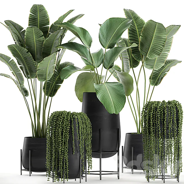 A collection of hanging plants in black pots on legs with Banana palm. Calathea lutea. Strelitzia. Krestovnik. succulents. Set 700. 3DModel