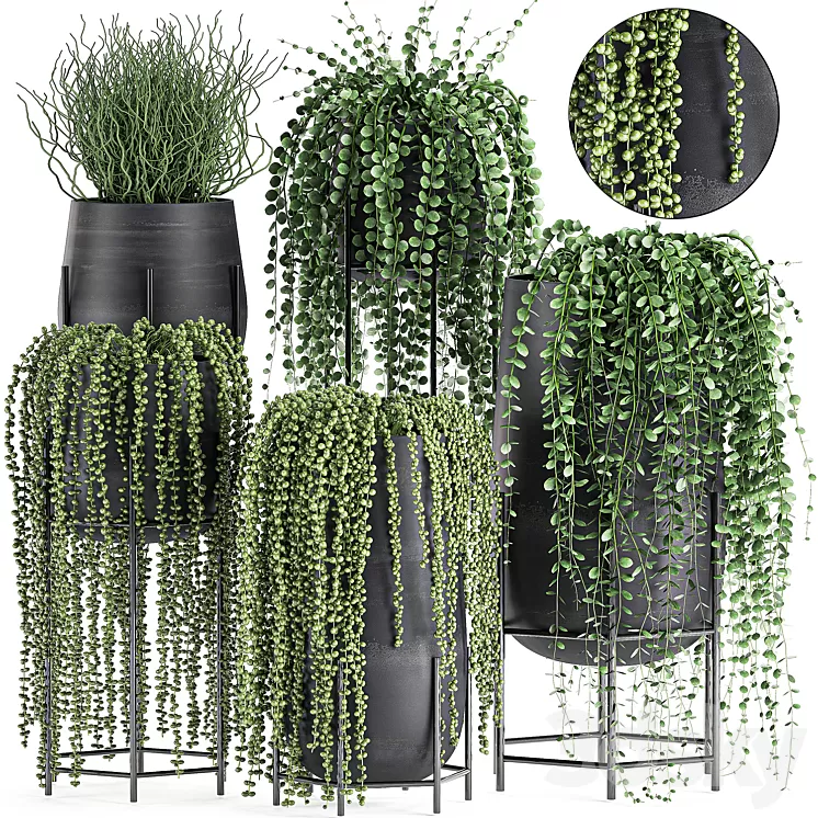A collection of hanging plants in black pots on legs with Dyschidia Rowley’s Crossberry Succulents Rhipsalis. Set 549. 3D Model