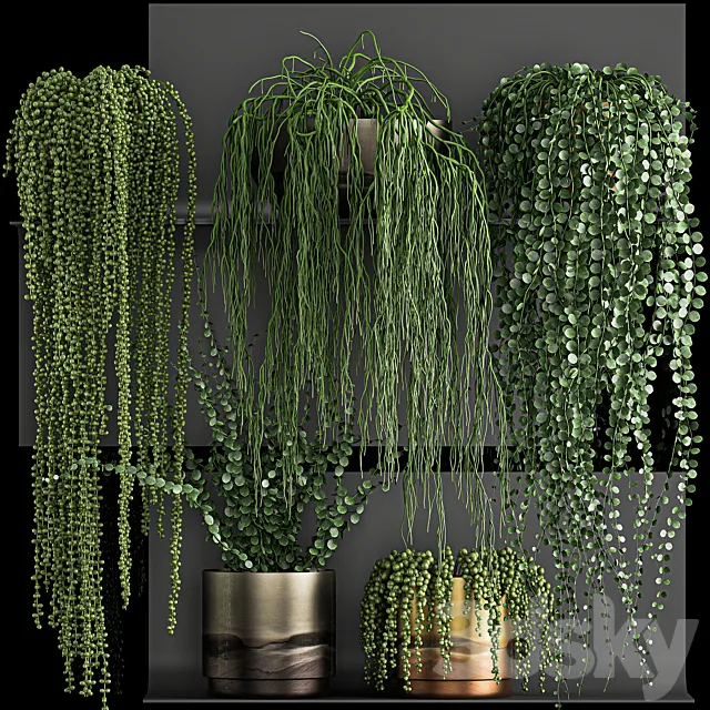 A collection of hanging plants in white pots on a flower shelf with Rowley’s Krestovnik dyschidia Succulents. Set 61. 3D Model A collection of hanging plants in white pots on a flower shelf with Rowley’s Krestovnik dyschidia Succulents. Set 61. 3D Model