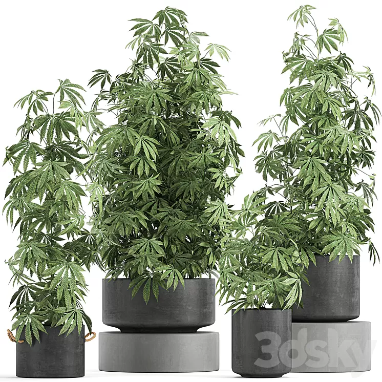 A collection of lush bushes of plants in black pots with Cannabis Marijuana cannabis cannabis. Set 770. 3D Model A collection of lush bushes of plants in black pots with Cannabis Marijuana cannabis cannabis. Set 770. 3D Model
