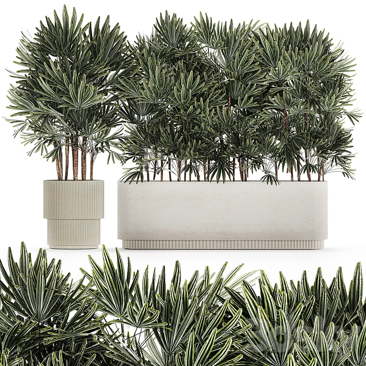 A collection of lush bushes of thickets of plants in modern white pots with palm Rhapis. Set 1356. 3D Model Free Download