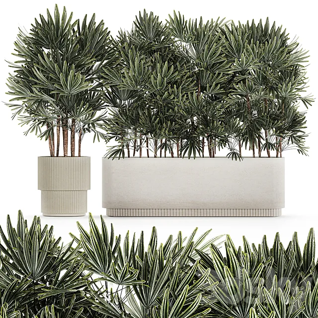 A collection of lush bushes of thickets of plants in modern white pots with palm Rhapis. Set 1356. 3D Model
