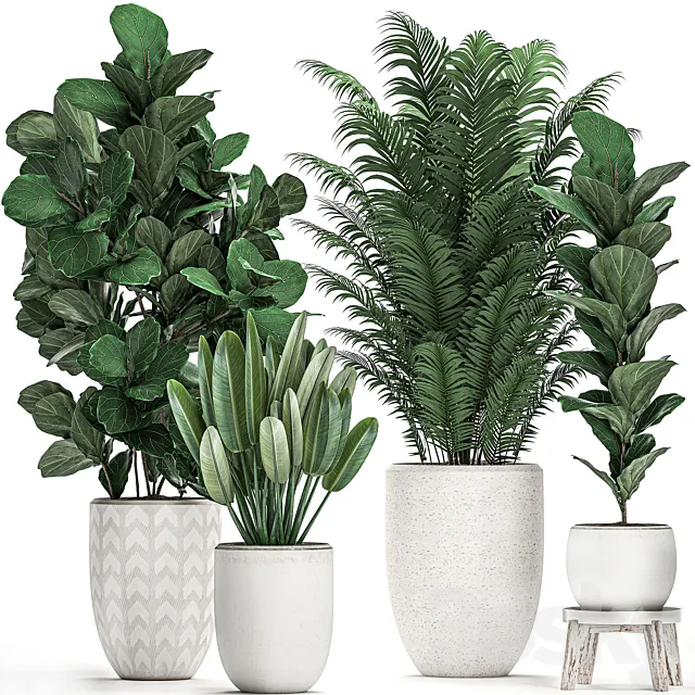 A collection of lush plants in white modern pots with Ficus lyrata palm strelitzia. Set 490. 3D Model A collection of lush plants in white modern pots with Ficus lyrata palm strelitzia. Set 490. 3D Model