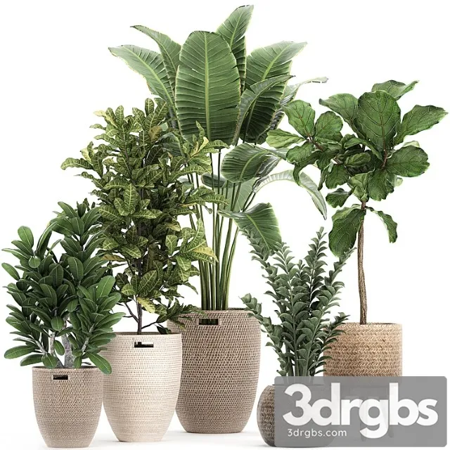 A collection of ornamental plants in rattan baskets with a ficus tree lirata croton, banana, zamiokulkas, strelitzia. set 782