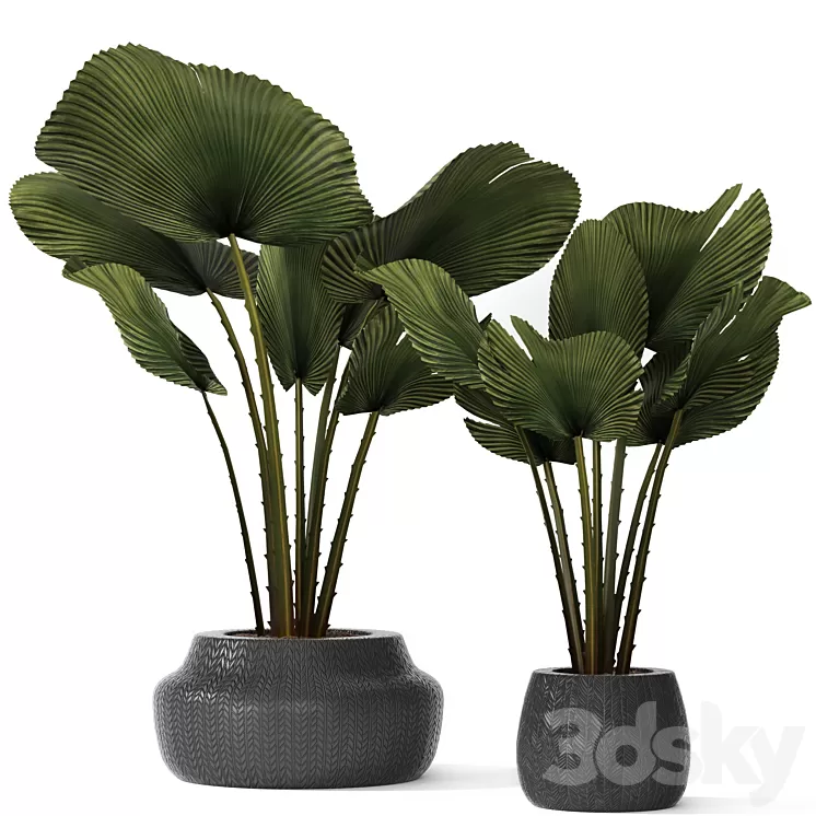 A collection of palms in pots 3. likuala palm tree flower pot bush 3D Model Free Download