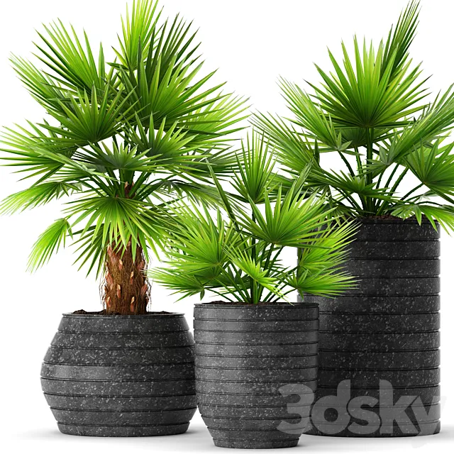 A collection of palms in pots palm tree chamerops pot bush flowerpot decorative 3D Model A collection of palms in pots palm tree chamerops pot bush flowerpot decorative 3D Model