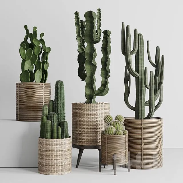 A collection of plants and cactus in handmade wooden baskets 286 3D Model A collection of plants and cactus in handmade wooden baskets 286 3D Model