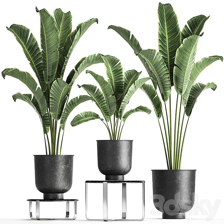 A collection of plants in black pots on a stand table with ravenala Banana palm Strelitzia. Set 846. 3D Model Free Download