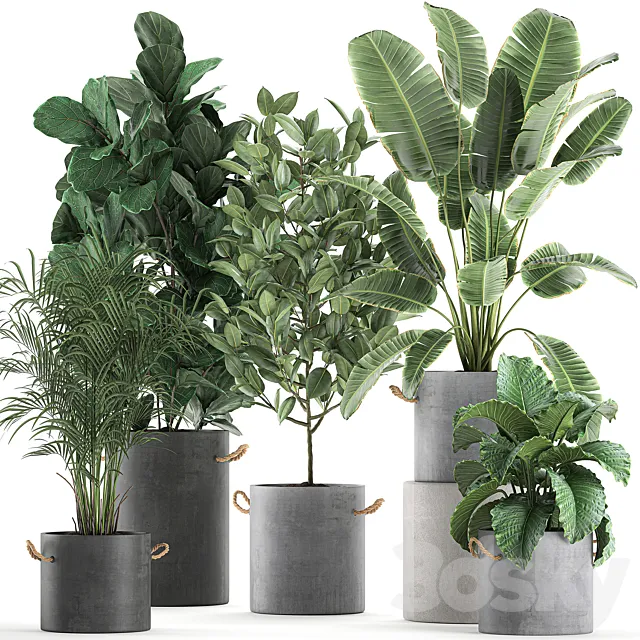 A collection of plants in concrete pots with handles with a ficus Lirata tree alokasia banana palm strelitzia. Set 613. 3D Model A collection of plants in concrete pots with handles with a ficus Lirata tree alokasia banana palm strelitzia. Set 613. 3D Model