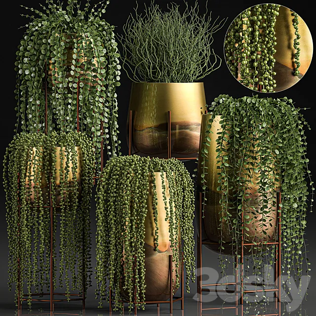 A collection of plants in luxury gold pots with Rowley’s Crossberry. dyschidia. Succulents. hanging plants. Set 543. 3DModel