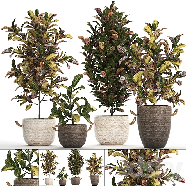 A collection of plants in modern white rattan baskets with small bushes of croton trees. Set 432. 3D Model