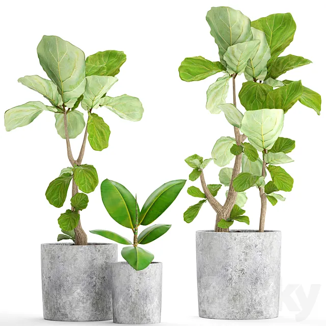 A collection of plants in pots 39. Ficus Ficus lyrata pot concrete ornamental tree indoor interior 3D Model A collection of plants in pots 39. Ficus Ficus lyrata pot concrete ornamental tree indoor interior 3D Model