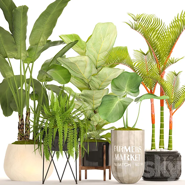 A collection of plants in pots. 48. Tropical Plants. Banana Palm. Fern. Lyre Ficus. Banana Palm. Fern. Concrete Pot. Flowerpot. Dipsis. Bush 3DModel A collection of plants in pots. 48. Tropical Plants. Banana Palm. Fern. Lyre Ficus. Banana Palm. Fern. Concrete Pot. Flowerpot. Dipsis. Bush 3DModel