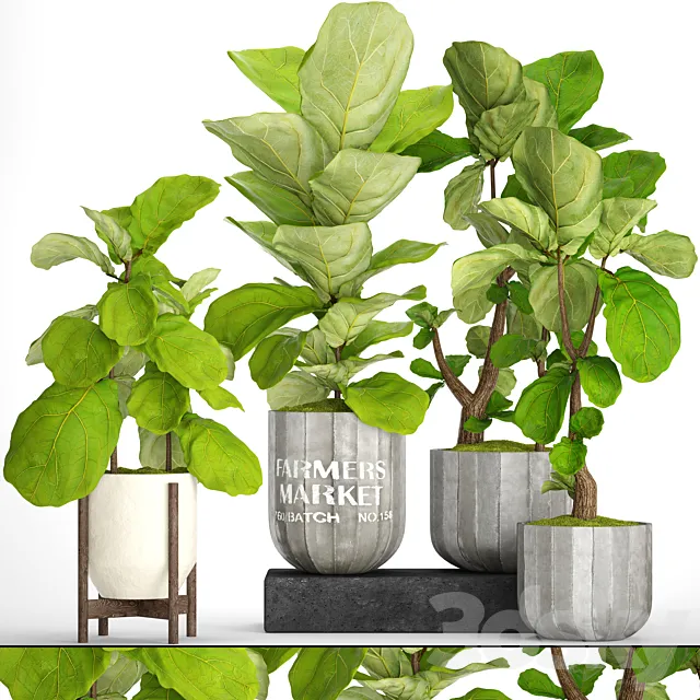 A collection of plants in pots. 53. decorative tree bush ficus lyrata indoor interior concrete outdoor bush 3D Model A collection of plants in pots. 53. decorative tree bush ficus lyrata indoor interior concrete outdoor bush 3D Model