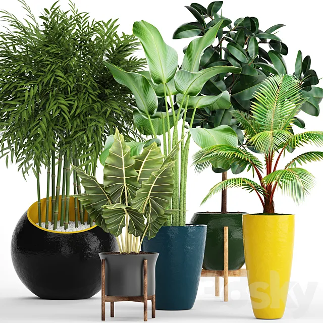 A collection of plants in pots. 63. Ficus. alocasia. tree. coconut tree. bamboo. bushes. round flowerpot. colorful pots 3DModel A collection of plants in pots. 63. Ficus. alocasia. tree. coconut tree. bamboo. bushes. round flowerpot. colorful pots 3DModel