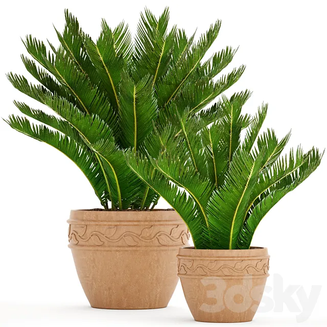 A collection of plants in pots. 71. Cycas cycad cycas palm tree bush clay pot clinker outdoor flowerpot landscaping 3D Model A collection of plants in pots. 71. Cycas cycad cycas palm tree bush clay pot clinker outdoor flowerpot landscaping 3D Model