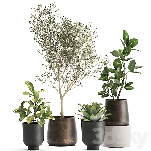 A collection of plants in rusty metal pots with a small olive tree. ficus. croton. Set 982. 3DModel A collection of plants in rusty metal pots with a small olive tree. ficus. croton. Set 982. 3DModel