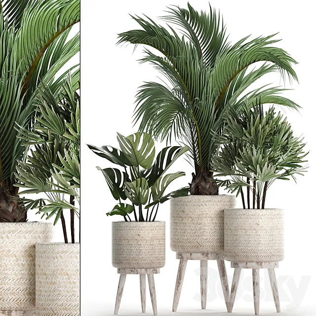 A collection of plants in white modern baskets with Rhapis. monstera. a small lush palm tree. Set 427. 3DModel A collection of plants in white modern baskets with Rhapis. monstera. a small lush palm tree. Set 427. 3DModel