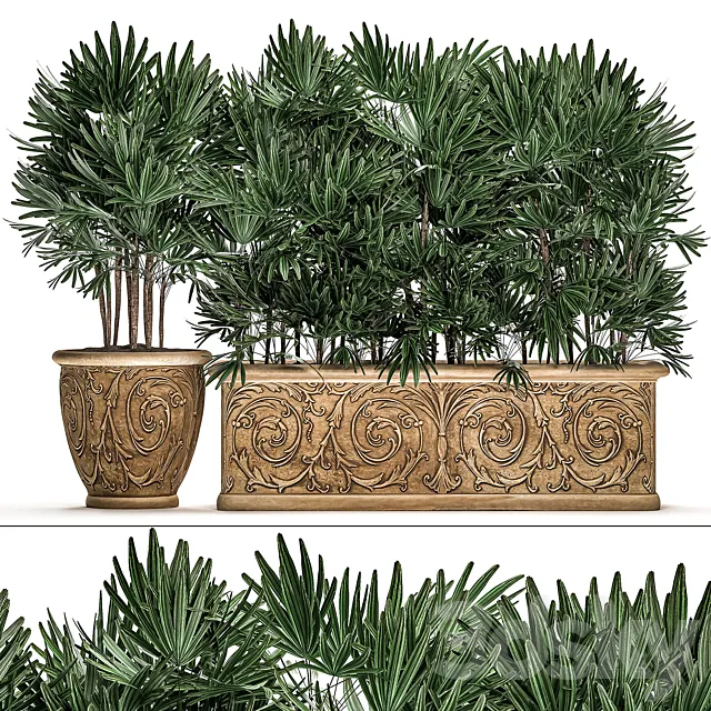 A collection of plants of lush exotic thickets in classic pots vases with monograms Palm rapis. Set 494. 3D Model A collection of plants of lush exotic thickets in classic pots vases with monograms Palm rapis. Set 494. 3D Model
