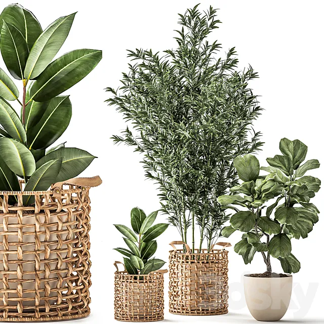 A collection of plants with a wicker rattan basket with bamboo bush pot flowerpot Ficus Lirata elastic. 1112. 3D Model A collection of plants with a wicker rattan basket with bamboo bush pot flowerpot Ficus Lirata elastic. 1112. 3D Model