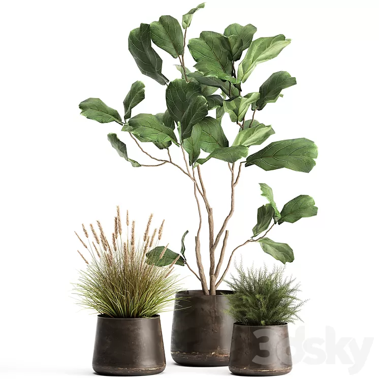 A collection of potted plants with a small Ficus lyrata tree with large leaves. Set 971. 3D Model